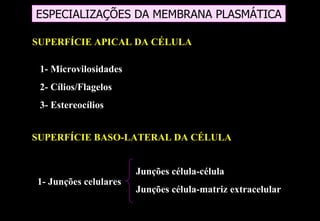 ESPECIALIZAÇÕES DA MEMBRANA PLASMÁTICA

SUPERFÍCIE APICAL DA CÉLULA

 1- Microvilosidades
 2- Cílios/Flagelos
 3- Estereocílios


SUPERFÍCIE BASO-LATERAL DA CÉLULA


                       Junções célula-célula
1- Junções celulares
                       Junções célula-matriz extracelular
 