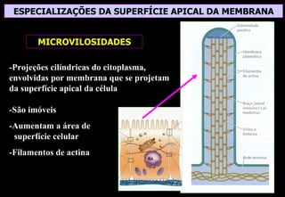 ESPECIALIZAÇÕES DA SUPERFÍCIE APICAL DA MEMBRANA


       MICROVILOSIDADES

-Projeções cilíndricas do citoplasma,
envolvidas por membrana que se projetam
da superfície apical da célula

-São imóveis
-Aumentam a área de
 superfície celular
-Filamentos de actina
 