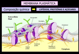 MEMBRANA PLASMÁTICA

Composição química     LIPÍDIOS, PROTEÍNAS E AÇÚCARES
 