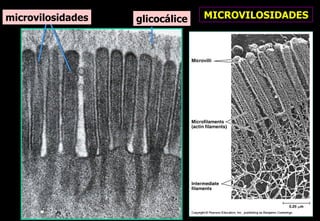 microvilosidades   glicocálice   MICROVILOSIDADES
 