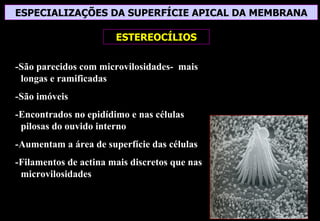 ESPECIALIZAÇÕES DA SUPERFÍCIE APICAL DA MEMBRANA

                       ESTEREOCÍLIOS

-São parecidos com microvilosidades- mais
 longas e ramificadas
-São imóveis
-Encontrados no epidídimo e nas células
 pilosas do ouvido interno
-Aumentam a área de superfície das células
-Filamentos de actina mais discretos que nas
 microvilosidades
 