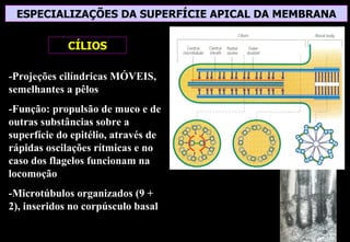 ESPECIALIZAÇÕES DA SUPERFÍCIE APICAL DA MEMBRANA

             CÍLIOS

-Projeções cilíndricas MÓVEIS,
semelhantes a pêlos
-Função: propulsão de muco e de
outras substâncias sobre a
superfície do epitélio, através de
rápidas oscilações rítmicas e no
caso dos flagelos funcionam na
locomoção
-Microtúbulos organizados (9 +
2), inseridos no corpúsculo basal
 