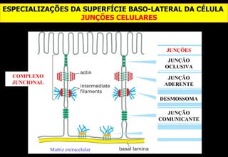 ESPECIALIZAÇÕES DA SUPERFÍCIE BASO-LATERAL DA CÉLULA
                  JUNÇÕES CELULARES



                                      JUNÇÕES
                                       JUNÇÃO
                                      OCLUSIVA
  COMPLEXO                             JUNÇÃO
  JUNCIONAL                           ADERENTE

                                     DESMOSSOMA

                                      JUNÇÃO
                                    COMUNICANTE




              Matriz extracelular
 