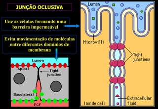 JUNÇÃO OCLUSIVA

Une as células formando uma
   barreira impermeável

Evita movimentação de moléculas
  entre diferentes domínios de
           membrana
 