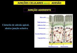 JUNÇÕES CELULARES           ADESÃO

                        JUNÇÃO ADERENTE




Cinturão de adesão apical,
  abaixo junção oclusiva
 