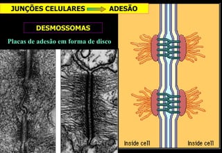 JUNÇÕES CELULARES               ADESÃO

         DESMOSSOMAS
Placas de adesão em forma de disco
 