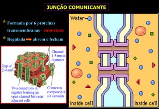 JUNÇÃO COMUNICANTE


* Formada por 6 proteínas
  transmembranas– conexinas

* Regulada    abrem e fecham
 