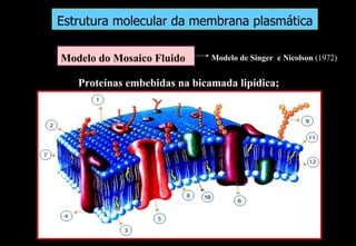 Estrutura molecular da membrana plasmática

Modelo do Mosaico Fluido      Modelo de Singer e Nicolson (1972)


   Proteínas embebidas na bicamada lipídica;
 