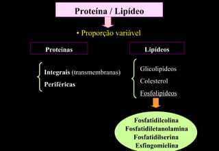 Proteína / Lipídeo

              • Proporção variável

Proteínas                            Lipídeos

                                  Glicolipídeos
Integrais (transmembranas)
                                  Colesterol
Periféricas
                                  Fosfolipídeos



                                Fosfatidilcolina
                             Fosfatidiletanolamina
                               Fosfatidilserina
                                Esfingomielina
 