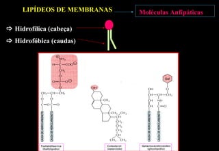 LIPÍDEOS DE MEMBRANAS   Moléculas Anfipáticas

 Hidrofílica (cabeça)
 Hidrofóbica (caudas)
 