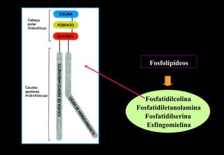 Fosfolipídeos




   Fosfatidilcolina
Fosfatidiletanolamina
  Fosfatidilserina
   Esfingomielina
 