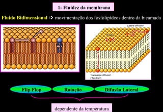 1- Fluidez da membrana

Fluido Bidimensional  movimentação dos fosfolipídeos dentro da bicamada




         Flip Flop          Rotação            Difusão Lateral


                        dependente da temperatura
 