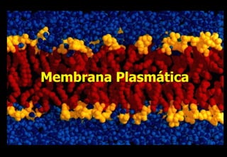Membrana Plasmática
 