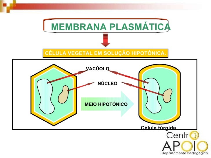 A membrana plasmatica apresenta uma propriedade tipica