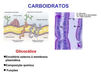 CARBOIDRATOS




        Glicocálice
Envoltório externo à membrana
 plasmática.
Composição química
 Funções
 