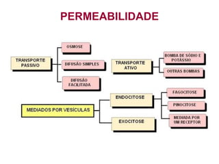 PERMEABILIDADE
 