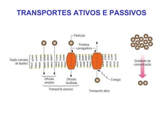 TRANSPORTES ATIVOS E PASSIVOS
 