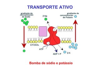 TRANSPORTE ATIVO




Bomba de sódio e potássio
 