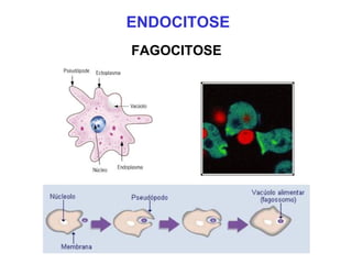 ENDOCITOSE
FAGOCITOSE
 