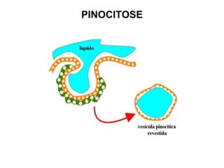 PINOCITOSE
 