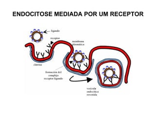 ENDOCITOSE MEDIADA POR UM RECEPTOR
 