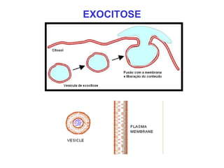 EXOCITOSE
 