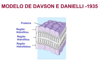 MODELO DE DAVSON E DANIELLI -1935


         Proteína

     Região
     Hidrofílica
     Região
     Hidrofílica
     Região
     Hidrofóbica
 
