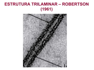 ESTRUTURA TRILAMINAR – ROBERTSON
              (1961)
 