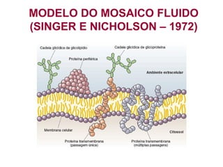 MODELO DO MOSAICO FLUIDO
(SINGER E NICHOLSON – 1972)
 