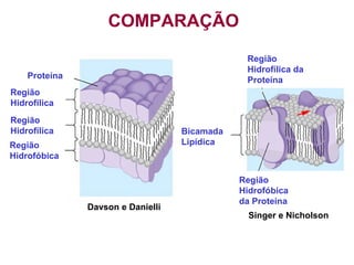 COMPARAÇÃO
                                               Região
                                               Hidrofílica da
    Proteína                                   Proteína
Região
Hidrofílica
Região
Hidrofílica                        Bicamada
Região                             Lipídica
Hidrofóbica

                                              Região
                                              Hidrofóbica
                                              da Proteína
               Davson e Danielli
                                                Singer e Nicholson
 