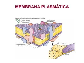 MEMBRANA PLASMÁTICA
 