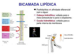 BICAMADA LIPÍDICA
       Fosfolipídios  afinidade diferencial
          com a água:
         Cabeça hidrofílica: voltada para o
          meio extracelular e para o citoplasma.
         Cauda hidrofóbica: voltada para a
          parte interna da membrana
 