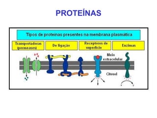 PROTEÍNAS
 