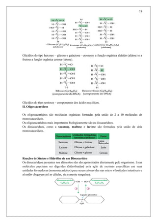 19
Glicídios do tipo hexoses – glicose e galactose – possuem a função orgânica aldeído (aldose) e a
frutose a função orgânica cetona (cetose).
Glicídios do tipo pentoses – componentes dos ácidos nucléicos.
II. Oligossacarídeos
Os oligossacarídeos são moléculas orgânicas formadas pela união de 2 a 10 moléculas de
monossacarídeos.
Os oligossacarídeos mais importantes biologicamente são os dissacarídeos.
Os dissacarídeos, como a sacarose, maltose e lactose são formados pela união de dois
monossacarídeos.
Reações de Síntese e Hidrólise de um Dissacarídeo
Os dissacarídeos presentes nos alimentos não são aproveitados diretamente pelo organismo. Estas
moléculas precisam ser digeridas (hidrolisadas) pela ação de enzimas específicas em suas
unidades formadoras (monossacarídeos) para serem absorvidas nas micro vilosidades intestinais e
aí então chegarem até as células, via corrente sanguínea.
 