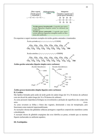 22
Os esquemas a seguir mostram exemplos de ácidos gordos saturados e insaturados
Ácidos gordos saturados (ligação simples entre carbonos)
Ácidos graxos insaturados (duplas ligações entre carbonos)
II. Cerídios
São lipídios formados pela união de ácido gordo de cadeia longa (de 14 a 36 átomos de carbono)
com um álcool de cadeia longa (de 16 a 30 átomos de carbono).
As ceras possuem importância biológica no revestimento e proteção de superfícies dos corpos dos
seres vivos.
As ceras revestem as folhas e frutos dos vegetais, diminuindo a taxa de transpiração, pois
funcionam como material impermeabilizante.
As secreções oleosas das glândulas sebáceas protegem a superfície corporal dos mamíferos contra
a desidratação.
A secreção oleosa da glândula uropigiana das aves lubrifica as penas, evitando que as mesmas
fiquem encharcadas no ambiente aquático.
III. Fosfolipídios
 