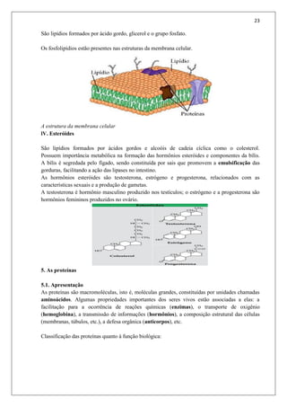 23
São lipídios formados por ácido gordo, glicerol e o grupo fosfato.
Os fosfolipídios estão presentes nas estruturas da membrana celular.
A estrutura da membrana celular
lV. Esteróides
São lipídios formados por ácidos gordos e alcoóis de cadeia cíclica como o colesterol.
Possuem importância metabólica na formação das hormônios esteróides e componentes da bílis.
A bílis é segredada pelo fígado, sendo constituída por sais que promovem a emulsificação das
gorduras, facilitando a ação das lipases no intestino.
As hormônios esteróides são testosterona, estrógeno e progesterona, relacionados com as
características sexuais e a produção de gametas.
A testosterona é hormônio masculino produzido nos testículos; o estrógeno e a progesterona são
hormônios femininos produzidos no ovário.
5. As proteínas
5.1. Apresentação
As proteínas são macromoléculas, isto é, moléculas grandes, constituídas por unidades chamadas
aminoácidos. Algumas propriedades importantes dos seres vivos estão associadas a elas: a
facilitação para a ocorrência de reações químicas (enzimas), o transporte de oxigênio
(hemoglobina), a transmissão de informações (hormônios), a composição estrutural das células
(membranas, túbulos, etc.), a defesa orgânica (anticorpos), etc.
Classificação das proteínas quanto à função biológica:
 