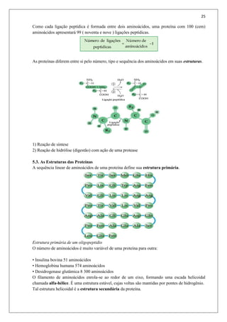 25
Como cada ligação peptídica é formada entre dois aminoácidos, uma proteína com 100 (cem)
aminoácidos apresentará 99 ( noventa e nove ) ligações peptídicas.
As proteínas diferem entre si pelo número, tipo e sequência dos aminoácidos em suas estruturas.
1) Reação de síntese
2) Reação de hidrólise (digestão) com ação de uma protease
5.3. As Estruturas das Proteínas
A sequência linear de aminoácidos de uma proteína define sua estrutura primária.
Estrutura primária de um oligopeptidio
O número de aminoácidos é muito variável de uma proteína para outra:
• Insulina bovina 51 aminoácidos
• Hemoglobina humana 574 aminoácidos
• Desidrogenase glutâmica 8 300 aminoácidos
O filamento de aminoácidos enrola-se ao redor de um eixo, formando uma escada helicoidal
chamada alfa-hélice. É uma estrutura estável, cujas voltas são mantidas por pontes de hidrogênio.
Tal estrutura helicoidal é a estrutura secundária da proteína.
 