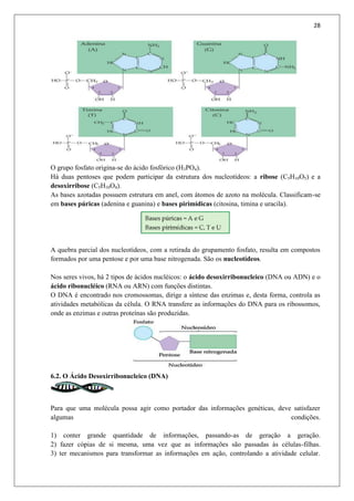 28
O grupo fosfato origina-se do ácido fosfórico (H3PO4).
Há duas pentoses que podem participar da estrutura dos nucleotídeos: a ribose (C5H10O5) e a
desoxirribose (C5H10O4).
As bases azotadas possuem estrutura em anel, com átomos de azoto na molécula. Classificam-se
em bases púricas (adenina e guanina) e bases pirimídicas (citosina, timina e uracila).
A quebra parcial dos nucleotídeos, com a retirada do grupamento fosfato, resulta em compostos
formados por uma pentose e por uma base nitrogenada. São os nucleotídeos.
Nos seres vivos, há 2 tipos de ácidos nucléicos: o ácido desoxirribonucleico (DNA ou ADN) e o
ácido ribonucléico (RNA ou ARN) com funções distintas.
O DNA é encontrado nos cromossomas, dirige a síntese das enzimas e, desta forma, controla as
atividades metabólicas da célula. O RNA transfere as informações do DNA para os ribossomos,
onde as enzimas e outras proteínas são produzidas.
6.2. O Ácido Desoxirribonucleico (DNA)
Para que uma molécula possa agir como portador das informações genéticas, deve satisfazer
algumas condições.
1) conter grande quantidade de informações, passando-as de geração a geração.
2) fazer cópias de si mesma, uma vez que as informações são passadas às células-filhas.
3) ter mecanismos para transformar as informações em ação, controlando a atividade celular.
 