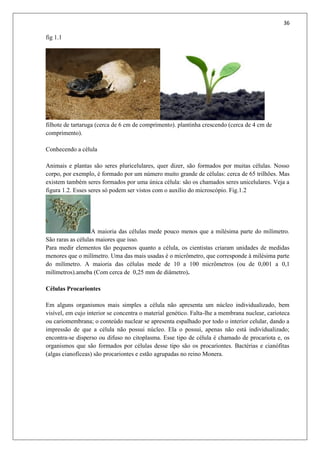 36
fig 1.1
filhote de tartaruga (cerca de 6 cm de comprimento). plantinha crescendo (cerca de 4 cm de
comprimento).
Conhecendo a célula
Animais e plantas são seres pluricelulares, quer dizer, são formados por muitas células. Nosso
corpo, por exemplo, é formado por um número muito grande de células: cerca de 65 trilhões. Mas
existem também seres formados por uma única célula: são os chamados seres unicelulares. Veja a
figura 1.2. Esses seres só podem ser vistos com o auxílio do microscópio. Fig.1.2
A maioria das células mede pouco menos que a milésima parte do milímetro.
São raras as células maiores que isso.
Para medir elementos tão pequenos quanto a célula, os cientistas criaram unidades de medidas
menores que o milímetro. Uma das mais usadas é o micrômetro, que corresponde à milésima parte
do milímetro. A maioria das células mede de 10 a 100 micrômetros (ou de 0,001 a 0,1
milímetros).ameba (Com cerca de 0,25 mm de diâmetro).
Células Procariontes
Em alguns organismos mais simples a célula não apresenta um núcleo individualizado, bem
visível, em cujo interior se concentra o material genético. Falta-lhe a membrana nuclear, carioteca
ou cariomembrana; o conteúdo nuclear se apresenta espalhado por todo o interior celular, dando a
impressão de que a célula não possui núcleo. Ela o possui, apenas não está individualizado;
encontra-se disperso ou difuso no citoplasma. Esse tipo de célula é chamado de procariota e, os
organismos que são formados por células desse tipo são os procariontes. Bactérias e cianófitas
(algas cianofíceas) são procariontes e estão agrupadas no reino Monera.
 