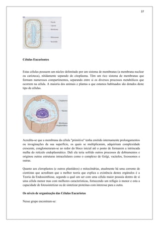 37
Células Eucariontes
Estas células possuem um núcleo delimitado por um sistema de membranas (a membrana nuclear
ou carioteca), nitidamente separado do citoplasma. Têm um rico sistema de membranas que
formam numerosos compartimentos, separando entre si os diversos processos metabólicos que
ocorrem na célula. A maioria dos animais e plantas a que estamos habituados são dotados deste
tipo de células.
Acredita-se que a membrana da célula "primitiva" tenha emitido internamente prolongamentos
ou invaginações da sua superfície, os quais se multiplicaram, adquiriram complexidade
crescente, conglomeraram-se ao redor do bloco inicial até o ponto de formarem a intrincada
malha do retículo endoplasmático. Dali ela teria sofrido outros processos de dobramentos e
originou outras estruturas intracelulares como o complexo de Golgi, vacúolos, lisossomos e
outras.
Quanto aos cloroplastos (e outros plastídeos) e mitocôndrias, atualmente há uma corrente de
cientistas que acreditam que a melhor teoria que explica a existência destes orgânulos é a
Teoria da Endossimbiose, segundo a qual um ser com uma célula maior possuía dentro de sí
uma célula menor mas com melhores características, fornecendo um refúgio à menor e esta a
capacidade de fotossintetizar ou de sintetizar proteínas com interesse para a outra.
Os níveis de organização das Células Eucariotas
Nesse grupo encontram-se:
 