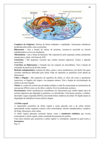 40
Complexo de Golgiense- Sistema de bolsas achatadas e empilhadas. Armazenam substâncias
produzidas pela célula, como as proteínas.
Ribossomos - Tem a função de síntese de proteínas, encontra-se associado ao reticulo
endoplasmático ou livre no citoplasma.
Mitocôndrias – tem a forma de bastonete. São responsáveis pela respiração celular, produzindo
energia para a célula, sob forma de ATP.
Lisossomos - São pequenas vesículas que contêm enzimas digestivas. Fazem a digestão
intracelular.
Centríolos ou Diplossomos- é formado por um conjunto de microtúbulos. Tem a função de
orientação do processo de divisão celular.
Retículo endoplasmático: conjunto de tubos, canais e sacos membranosos, por dentro dos quais
circulam substâncias fabricadas pela célula. Pode ser agranular ou granuloso (com adesão de
ribossomos).
Cílios e Flagelos - São expansões da superfície da célula; os cílios são curtos e geralmente
numerosos; os flagelos são longos e em pequeno número. Tem a função de movimentação da
célula ou do meio líquido.
Núcleo: é o centro de controle das atividades celulares e onde fica armazenado as característica de
uma pessoa (DNA), como cor de olhos e cabelos. Ele é revestido pela carioteca.
Peroxíssomos: bolsas membranosas (semelhantes aos lipossomos) que contêm alguns tipos de
enzimas digestivas que degradam as gorduras e os aminoácidos. Uma dessas enzimas, a catalase,
decompõe a água oxigenada (H2O2), prevenindo lesões oxidativas da célula. No fígado atuam na
degradação de substâncias tóxicas (álcool, drogas)
A Célula vegetal
A organização eucariótica da célula vegetal é muito parecida com a da célula animal,
apresentando muitas organelas comuns, como mitocôndrias, retículo endoplasmático, complexo
de Golgi, ribossomos, entre outras.
A célula vegetal apresenta estruturas típicas, como a membrana celulósica que reveste
externamente a célula vegetal, sendo constituída basicamente de celulose.
Uma outra estrutura que caracteriza a célula vegetal é o cloroplasto, organela na qual ocorre a
fotossíntese.
Fig 1.5
 