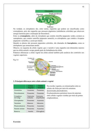 41
Na verdade, os cloroplastos são, entre outras, organelas que podem ser classificadas como
cromoplastos, pois são organelas que possuem pigmentos (substâncias coloridas) que absorvem
energia luminosa para a realização da fotossíntese.
Entre os cromoplastos, além do cloroplasto que contém clorofila (pigmento verde), existem os
xantoplastos, que contém xantofila (pigmento amarelo), os eritroplastos, que contém a licopeno
(pigmento vermelho), e assim por diante.
Quando os plastos não possuem pigmentos coloridos, são chamados de leucoplastos, como os
amiloplastos que armazenam amido.
Observe, no esquema da célula vegetal, que o vacúolo é uma organela com dimensões maiores
que na célula animal e ocupa grande parte do hialoplasma da célula.
Podemos diferenciar a célula vegetal da célula animal também pela ausência dos centríolos nos
vegetais superiores.
Fig 1.6
2. Principais diferenças entre célula animal e vegetal
Nos tecidos vegetais, as comunicações entre as
células são feitas por meio de estruturas
denominadas plasmodesmos.
Os plasmodesmos permitem trocas de materiais
entre células vegetais vizinhas por meio de pontes
citoplasmáticas.
Exercício
 