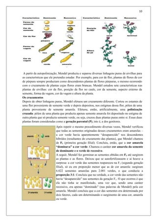 10
A partir da autopolinização, Mendel produziu e separou diversas linhagens puras de ervilhas para
as características que ele pretendia estudar. Por exemplo, para cor de flor, plantas de flores de cor
de púrpura sempre produziam como descendentes plantas de flores púrpuras, o mesmo ocorrendo
com o cruzamento de plantas cujas flores eram brancas. Mendel estudou sete características nas
plantas de ervilhas: cor da flor, posição da flor no caule, cor da semente, aspecto externo da
semente, forma da vagem, cor da vagem e altura da planta.
Os cruzamentos
Depois de obter linhagens puras, Mendel efetuou um cruzamento diferente. Cortou os estames de
uma flor proveniente de semente verde e depois depositou, nos estigmas dessa flor, pólen de uma
planta proveniente de semente amarela. Efetuou, então, artificialmente, uma polinização
cruzada: pólen de uma planta que produzia apenas semente amarela foi depositado no estigma de
outra planta que só produzia semente verde, ou seja, cruzou duas plantas puras entre si. Essas duas
plantas foram consideradas como a geração parental (P), isto é, a dos genitores.
Após repetir o mesmo procedimento diversas vezes, Mendel verificou
que todas as sementes originadas desses cruzamentos eram amarelas –
a cor verde havia aparentemente “desaparecido” nos descendentes
híbridos (resultantes do cruzamento das plantas), que Mendel chamou
de F1 (primeira geração filial). Concluiu, então, que a cor amarela
“dominava” a cor verde. Chamou o caráter cor amarela da semente
de dominante e o verde de recessivo.
A seguir, Mendel fez germinar as sementes obtidas em F1 até surgirem
as plantas e as flores. Deixou que se autofertilizassem e aí houve a
surpresa: a cor verde das sementes reapareceu na F2 (segunda geração
filial), só eu em proporção menor que as de cor amarela: surgiram
6.022 sementes amarelas para 2.001 verdes, o que conduzia a
proporção 3:1. Concluiu que na verdade, a cor verde das sementes não
havia “desaparecido” nas sementes da geração F1. O que ocorreu é que
ela não tinha se manifestado, uma vez que, sendo uma caráter
recessivo, era apenas “dominado” (nas palavras de Mendel) pela cor
amarela. Mendel concluiu que a cor das sementes era determinada por
dois fatores, cada um determinando o surgimento de uma cor, amarela
ou verde.
 