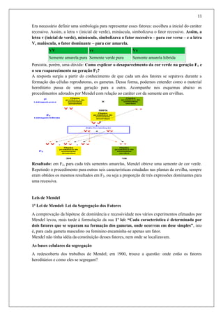 11
Era necessário definir uma simbologia para representar esses fatores: escolheu a inicial do caráter
recessivo. Assim, a letra v (inicial de verde), minúscula, simbolizava o fator recessivo. Assim, a
letra v (inicial de verde), minúscula, simbolizava o fator recessivo – para cor verse – e a letra
V, maiúscula, o fator dominante – para cor amarela.
VV vv Vv
Semente amarela pura Semente verde pura Semente amarela híbrida
Persistia, porém, uma dúvida: Como explicar o desaparecimento da cor verde na geração F1 e
o seu reaparecimento na geração F2?
A resposta surgiu a partir do conhecimento de que cada um dos fatores se separava durante a
formação das células reprodutoras, os gametas. Dessa forma, podemos entender como o material
hereditário passa de uma geração para a outra. Acompanhe nos esquemas abaixo os
procedimentos adorados por Mendel com relação ao caráter cor da semente em ervilhas.
Resultado: em F2, para cada três sementes amarelas, Mendel obteve uma semente de cor verde.
Repetindo o procedimento para outras seis características estudadas nas plantas de ervilha, sempre
eram obtidos os mesmos resultados em F2, ou seja a proporção de três expressões dominantes para
uma recessiva.
Leis de Mendel
1ª Lei de Mendel: Lei da Segregação dos Fatores
A comprovação da hipótese de dominância e recessividade nos vários experimentos efetuados por
Mendel levou, mais tarde à formulação da sua 1º lei: “Cada característica é determinada por
dois fatores que se separam na formação dos gametas, onde ocorrem em dose simples”, isto
é, para cada gameta masculino ou feminino encaminha-se apenas um fator.
Mendel não tinha idéia da constituição desses fatores, nem onde se localizavam.
As bases celulares da segregação
A redescoberta dos trabalhos de Mendel, em 1900, trouxe a questão: onde estão os fatores
hereditários e como eles se segregam?
 