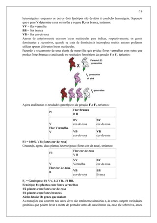 15
heterozigotas, enquanto os outros dois fenótipos são devidos à condição homozigota. Supondo
que o gene V determine a cor vermelha e o gene B, cor branca, teríamos:
VV = flor vermelha
BB = flor branca
VB = flor cor-de-rosa
Apesar de anteriormente usarmos letras maiúsculas para indicar, respectivamente, os genes
dominantes e recessivos, quando se trata de dominância incompleta muitos autores preferem
utilizar apenas diferentes letras maiúsculas.
Fazendo o cruzamento de uma planta de maravilha que produz flores vermelhas com outra que
produz flores brancas e analisando os resultados fenotípicos da geração F1e F2, teríamos:
Agora analizando os resulados genotípicos da geração F1e F2, teríamos:
P:
Flor Branca
B B
V
Flor Vermelha
V
BV
cor-de-rosa
BV
cor-de-rosa
VB
cor-de-rosa
VB
cor-de-rosa
F1 = 100% VB (flores cor-de-rosa)
Cruzando, agora, duas plantas heterozigotas (flores cor-de-rosa), teríamos:
F1
Flor cor-de-rosa
V B
V
Flor cor-de-rosa
B
VV
Vermelha
BV
cor-de-rosa
VB
cor-de-rosa
BB
Branca
F2 = Genótipos: 1/4 VV, 1/2 VB, 1/4 BB.
Fenótipo: 1/4 plantas com flores vermelhas
1/2 plantas com flores cor-de-rosa
1/4 plantas com flores brancas
Alelos letais: Os genes que matam
As mutações que ocorrem nos seres vivos são totalmente aleatórias e, às vezes, surgem variedades
genéticas que podem levar a morte do portador antes do nascimento ou, caso ele sobreviva, antes
 
