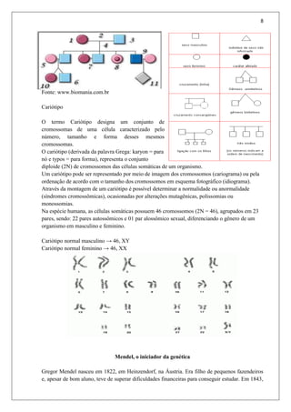 8
Fonte: www.biomania.com.br
Cariótipo
O termo Cariótipo designa um conjunto de
cromossomas de uma célula caracterizado pelo
número, tamanho e forma desses mesmos
cromossomas.
O cariótipo (derivada da palavra Grega: karyon = para
nó e typos = para forma), representa o conjunto
diploide (2N) de cromossomos das células somáticas de um organismo.
Um cariótipo pode ser representado por meio de imagem dos cromossomos (cariograma) ou pela
ordenação de acordo com o tamanho dos cromossomos em esquema fotográfico (idiograma).
Através da montagem de um cariótipo é possível determinar a normalidade ou anormalidade
(síndromes cromossômicas), ocasionadas por alterações mutagênicas, polissomias ou
monossomias.
Na espécie humana, as células somáticas possuem 46 cromossomos (2N = 46), agrupados em 23
pares, sendo: 22 pares autossômicos e 01 par alossômico sexual, diferenciando o gênero de um
organismo em masculino e feminino.
Cariótipo normal masculino → 46, XY
Cariótipo normal feminino → 46, XX
Mendel, o iniciador da genética
Gregor Mendel nasceu em 1822, em Heinzendorf, na Áustria. Era filho de pequenos fazendeiros
e, apesar de bom aluno, teve de superar dificuldades financeiras para conseguir estudar. Em 1843,
 
