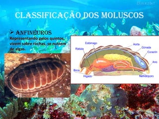 ClassifiCação dos molusCos
 aNfiNEuRos
Representando pelos quintos,Representando pelos quintos,
vivem sobre rochas, se nutremvivem sobre rochas, se nutrem
de algas.de algas.
 