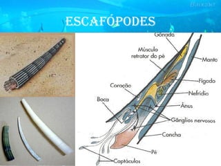 EsCafópodEs
 