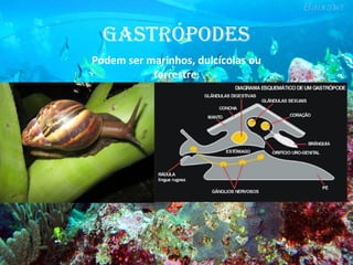 GastRópodEs
Podem ser marinhos, dulcícolas ou
terrestre.
 