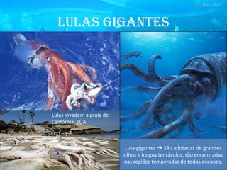 LuLas GiGantes
Lula-gigantes  São adotadas de grandes
olhos e longos tentáculos, são encontradas
nas regiões temperadas de todos oceanos.
Lulas invadem a praia de
Califórnia, EUA.
 